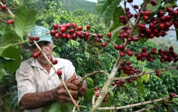 Pulso Logístico 06 de Febrero:  Cierre Logístico: Puertos, PIB y el Resurgir del Café en Colombia